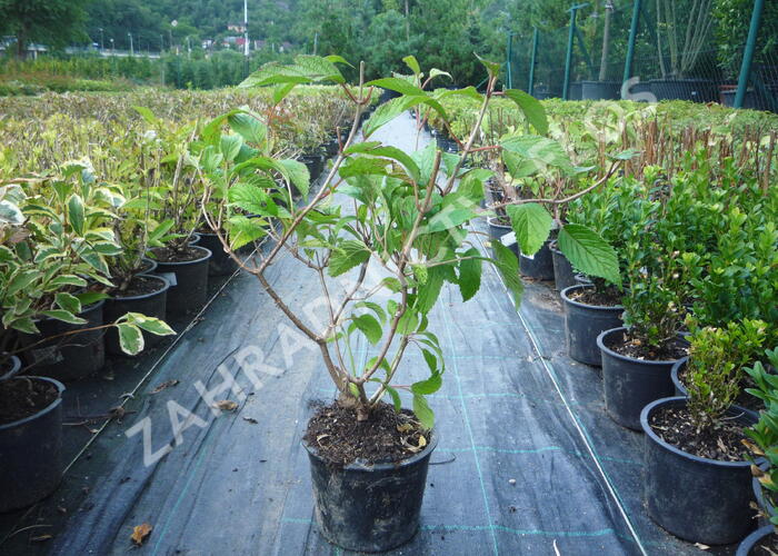 Kalina japonská 'Shoshoni' - Viburnum plicatum 'Shoshoni'