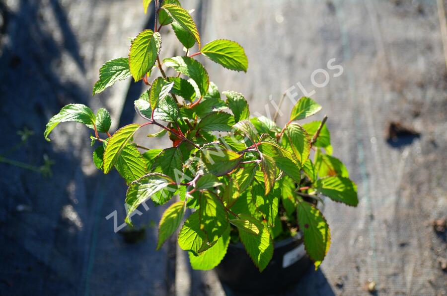 Kalina japonská 'Shoshoni' - Viburnum plicatum 'Shoshoni'