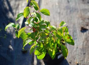 Kalina japonská 'Shoshoni' - Viburnum plicatum 'Shoshoni'