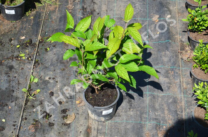 Kalina japonská 'Shoshoni' - Viburnum plicatum 'Shoshoni'