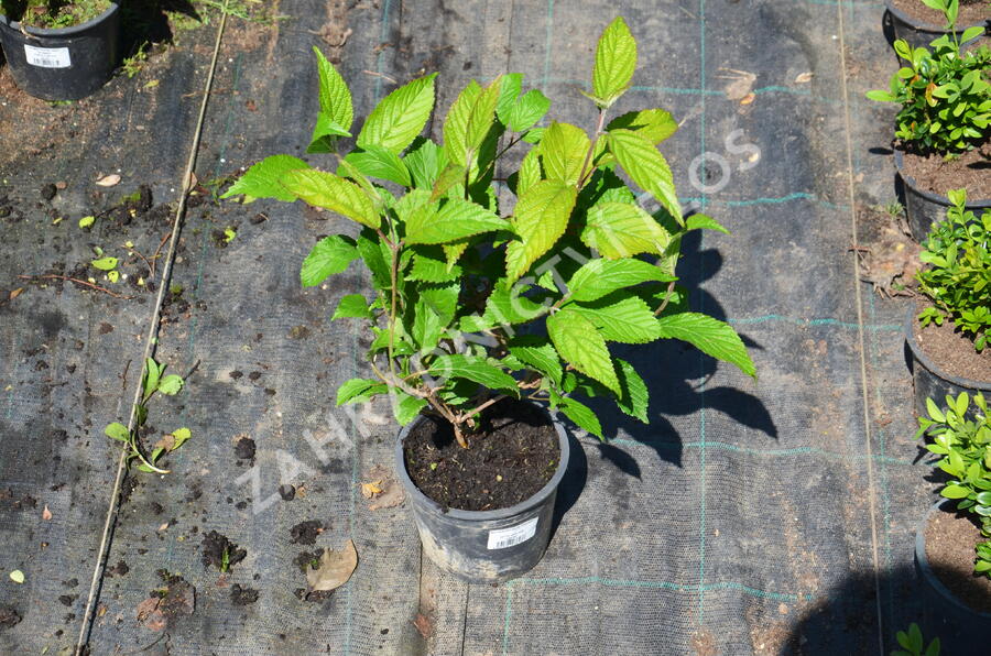Kalina japonská 'Shoshoni' - Viburnum plicatum 'Shoshoni'