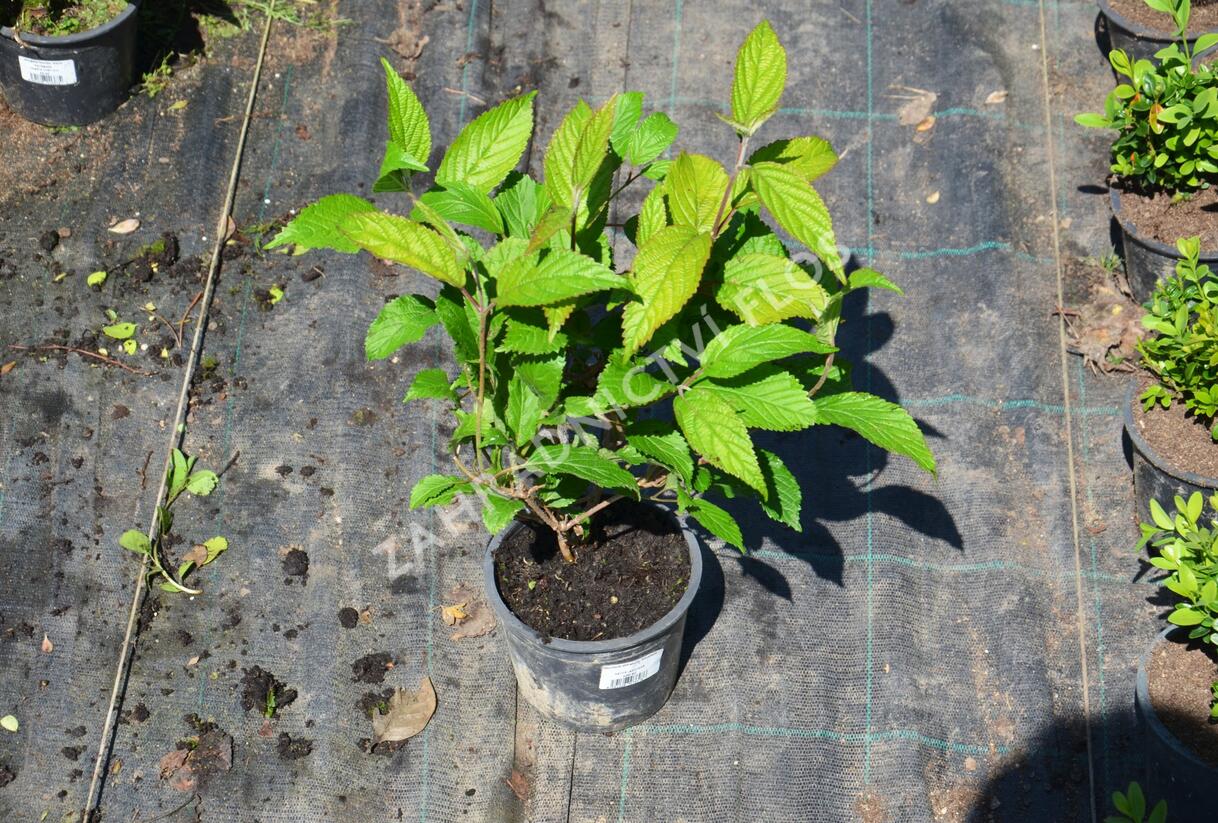 Kalina japonská 'Shoshoni' - Viburnum plicatum 'Shoshoni'