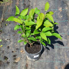 Kalina japonská 'Shoshoni' - Viburnum plicatum 'Shoshoni'