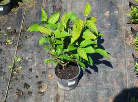 Kalina japonská 'Shoshoni' - Viburnum plicatum 'Shoshoni'