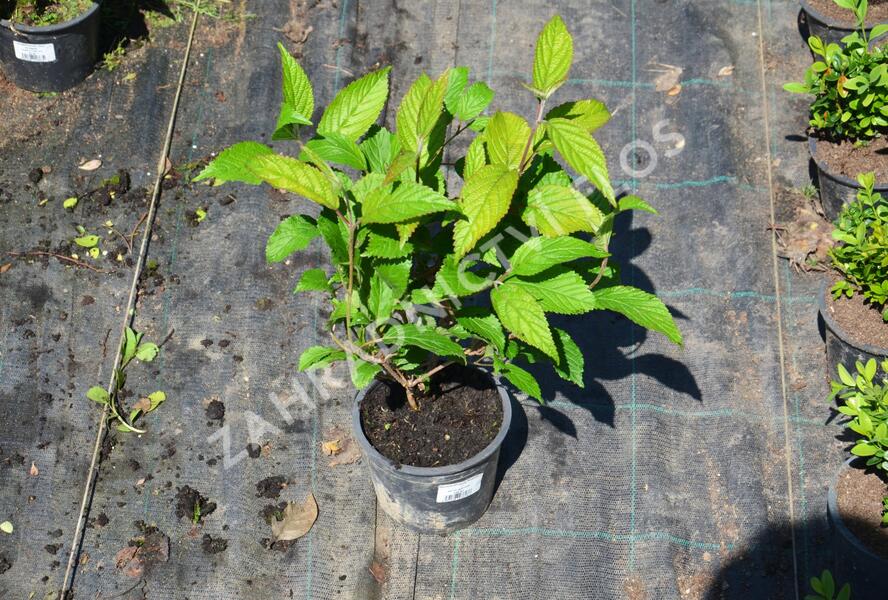 Kalina japonská 'Shoshoni' - Viburnum plicatum 'Shoshoni'