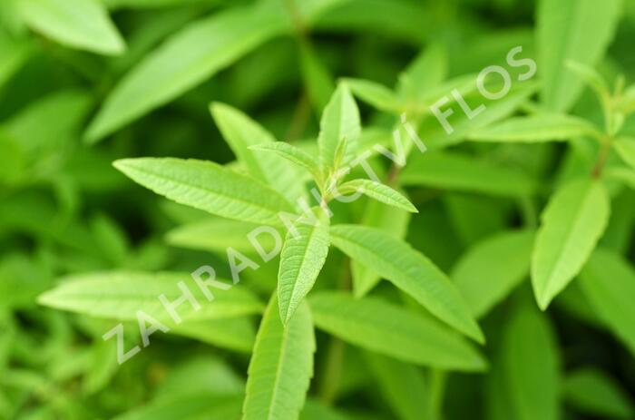 Verbena citrónová 'Freshman' - Lippia citriodora 'Freshman'