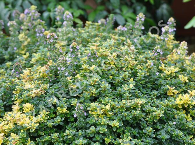 Mateřídouška 'Sambesi' - Thymus citriodorus 'Sambesi'