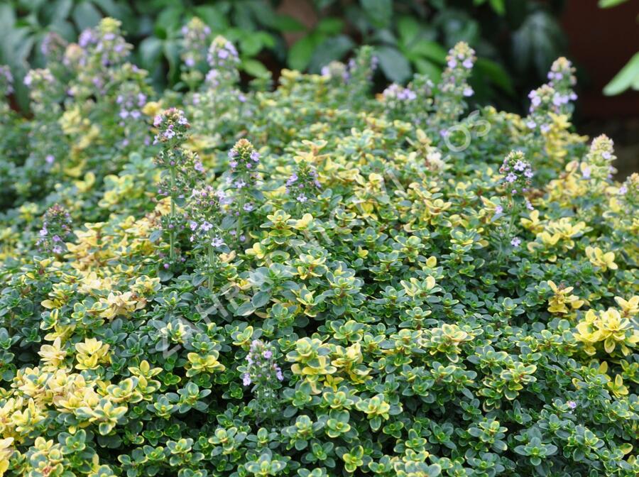 Mateřídouška 'Sambesi' - Thymus citriodorus 'Sambesi'