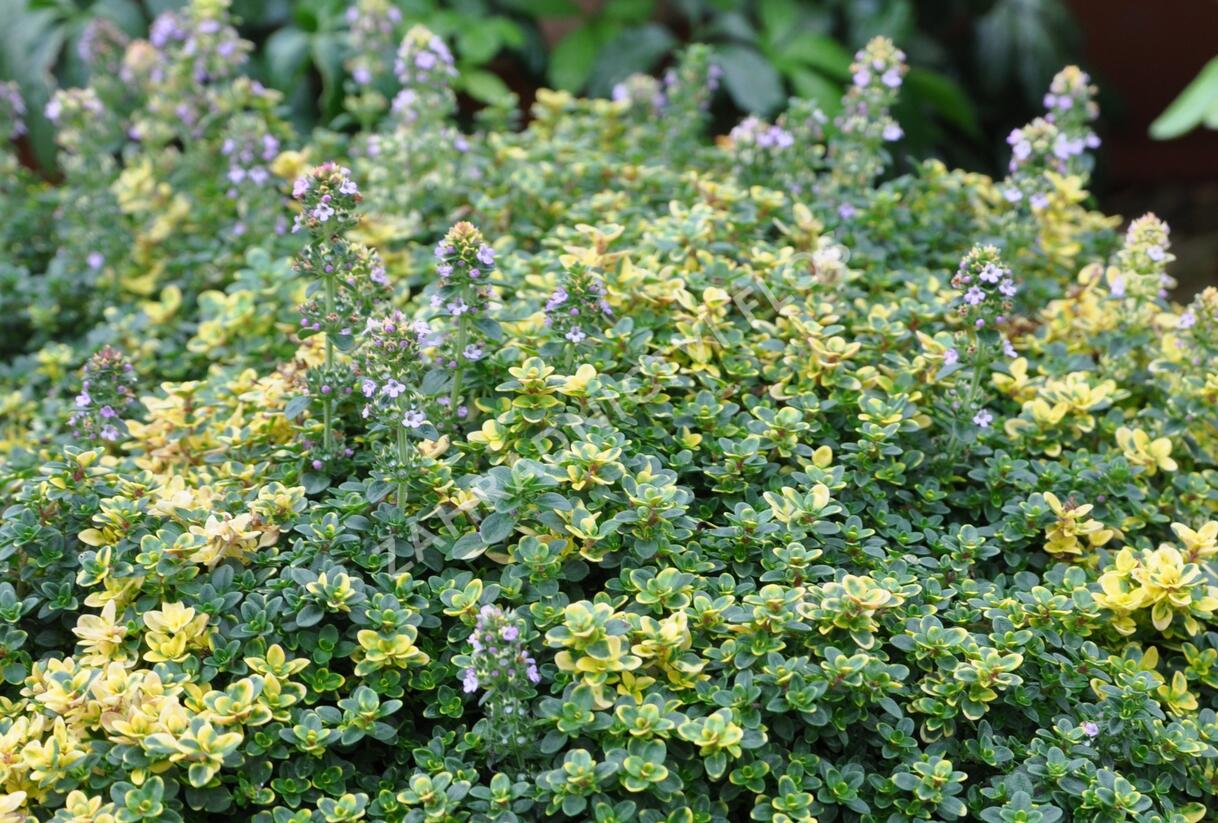 Mateřídouška 'Sambesi' - Thymus citriodorus 'Sambesi'