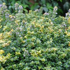 Mateřídouška 'Sambesi' - Thymus citriodorus 'Sambesi'