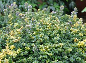 Mateřídouška 'Sambesi' - Thymus citriodorus 'Sambesi'