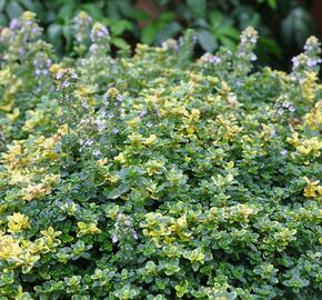 Mateřídouška 'Sambesi' - Thymus citriodorus 'Sambesi'