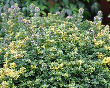 Mateřídouška 'Sambesi'