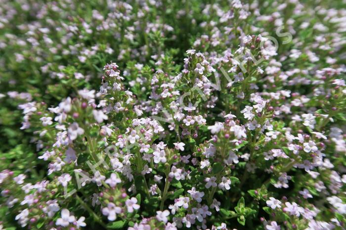 Tymián obecný 'Fredo' - Thymus vulgaris 'Fredo'