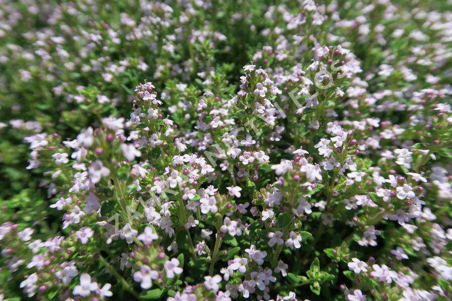 Tymián obecný 'Fredo' - Thymus vulgaris 'Fredo'