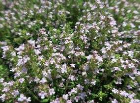 Tymián obecný 'Fredo' - Thymus vulgaris 'Fredo'