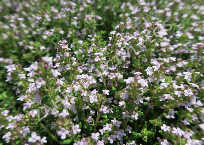 Tymián obecný 'Fredo' - Thymus vulgaris 'Fredo'