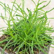 Svatolina 'Olivia' - Santolina viridis 'Olivia'