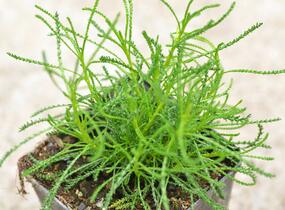 Svatolina 'Olivia' - Santolina viridis 'Olivia'