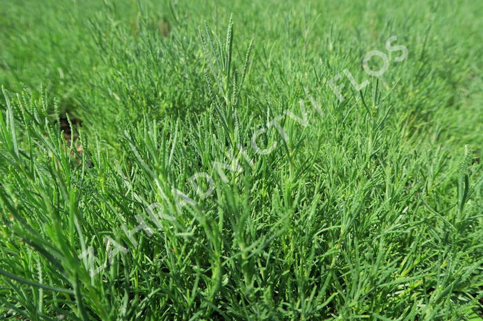 Svatolina 'Olivia' - Santolina viridis 'Olivia'