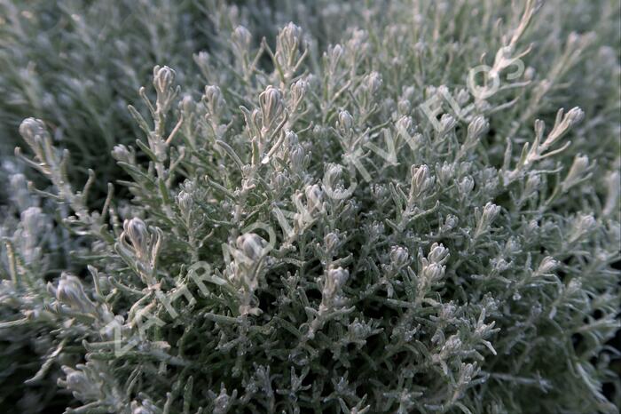 Smil italský 'Aladin' - Helichrysum italicum 'Aladin'