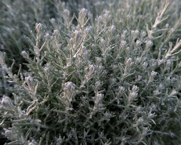 Smil italský 'Aladin'