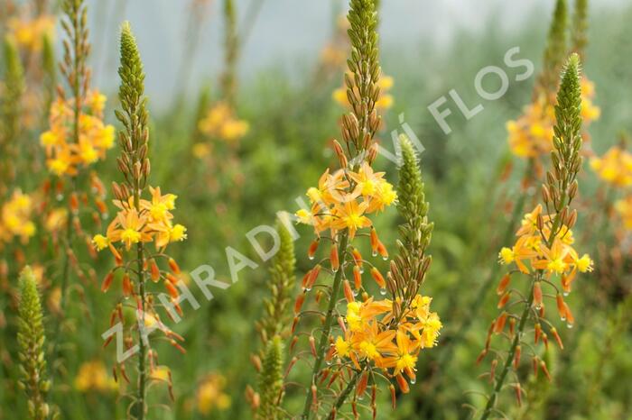 Bulbine 'Medicus' - Bulbine frutescens 'Medicus'