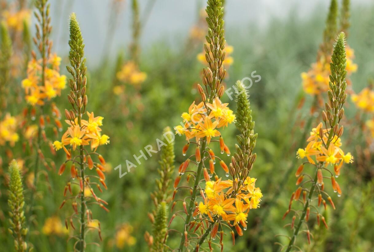 Bulbine 'Medicus' - Bulbine frutescens 'Medicus'