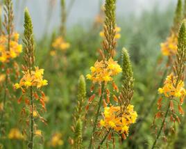 Bulbine 'Medicus'