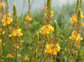 Bulbine 'Medicus' - Bulbine frutescens 'Medicus'