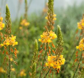 Bulbine 'Medicus' - Bulbine frutescens 'Medicus'