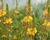 Bulbine 'Medicus'
