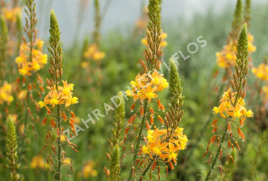 Bulbine 'Medicus' - Bulbine frutescens 'Medicus'
