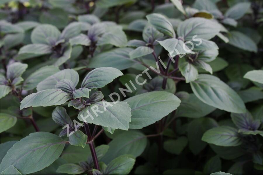 Bazalka 'Magic Blue' - Ocimum hybrida 'Magic Blue'