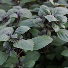 Bazalka 'Magic Blue' - Ocimum hybrida 'Magic Blue'