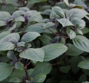 Bazalka 'Magic Blue' - Ocimum hybrida 'Magic Blue'