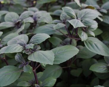 Bazalka 'Magic Blue'