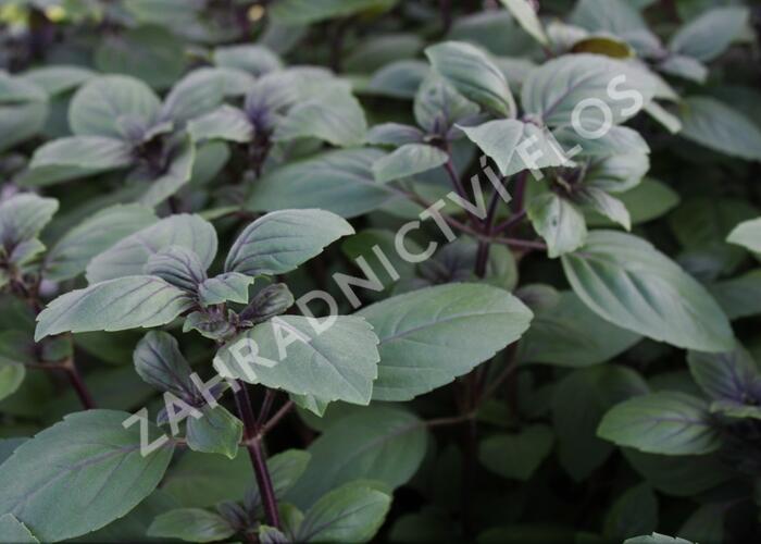 Bazalka 'Magic Blue' - Ocimum hybrida 'Magic Blue'