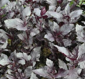 Bazalka pravá 'Chianti' - Ocimum basilicum 'Chianti'