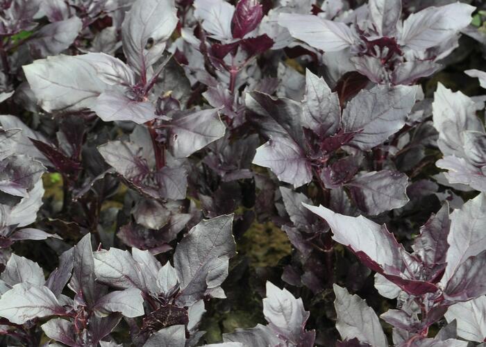 Bazalka pravá 'Chianti' - Ocimum basilicum 'Chianti'