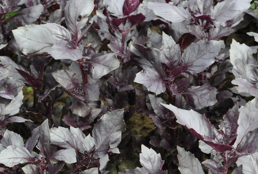 Bazalka pravá 'Chianti' - Ocimum basilicum 'Chianti'