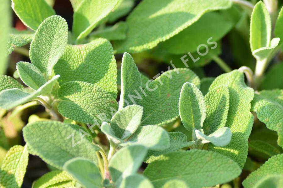 Šalvěj lékařská 'Berggarten' - Salvia officinalis 'Berggarten'