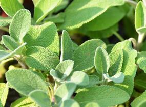 Šalvěj lékařská 'Berggarten' - Salvia officinalis 'Berggarten'