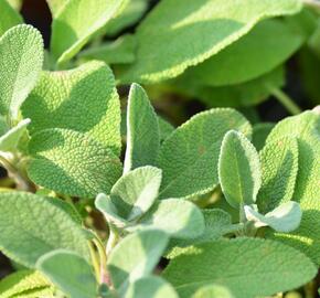 Šalvěj lékařská 'Berggarten' - Salvia officinalis 'Berggarten'