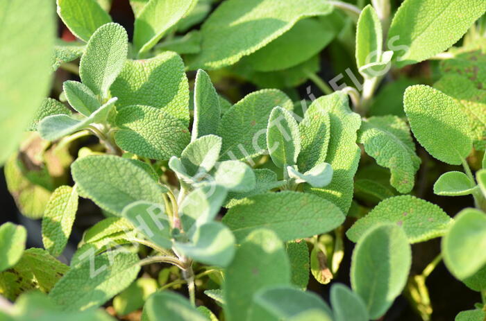 Šalvěj lékařská 'Berggarten' - Salvia officinalis 'Berggarten'