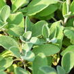 Šalvěj lékařská 'Berggarten' - Salvia officinalis 'Berggarten'