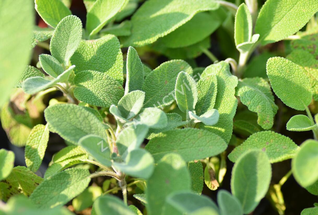 Šalvěj lékařská 'Berggarten' - Salvia officinalis 'Berggarten'