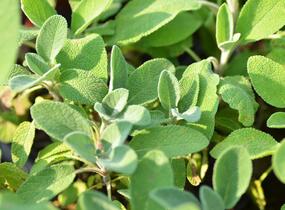 Šalvěj lékařská 'Berggarten' - Salvia officinalis 'Berggarten'