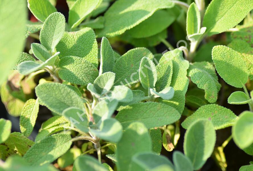 Šalvěj lékařská 'Berggarten' - Salvia officinalis 'Berggarten'