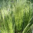 Kavyl péřovitý 'Ponytails' - Stipa tenuissima 'Ponytails'